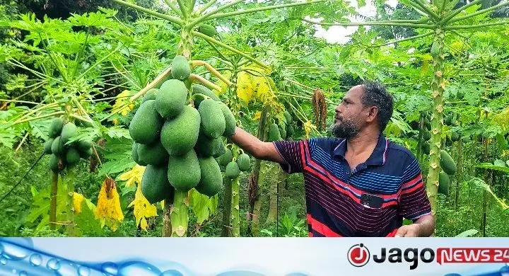 শেরপুরে সবজিতে নীরব বিপ্লব, ২৫০ কোটি টাকার বাণিজ্যের আশা