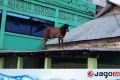 পথ হারিয়ে টিনের চালে ষাঁড়, এরপর যা হলো