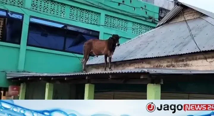 পথ হারিয়ে টিনের চালে ষাঁড়, এরপর যা হলো